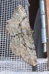 Peribatodes rhomboidaria rhomboidaria