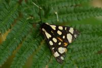 Arctia villica