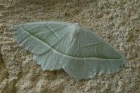 Campaea margaritaria