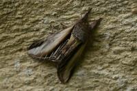 Pheosia tremula