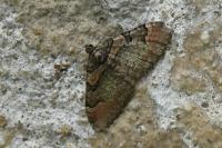 Catarhoe rubidata