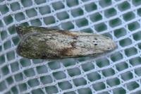 Aphomia sociella