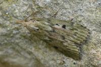 Aphomia sociella