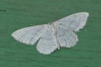 Idaea subsericeata