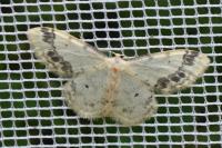 Idaea trigeminata