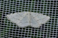 Stegania trimaculata