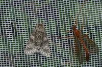 Acronicta megacephala