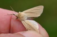 Mythimna pallens