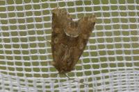 Oligia fasciuncula