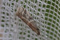 Ephestia woodiella/parasitella/elutella