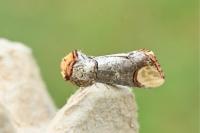Phalera bucephala