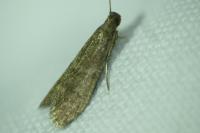 Eccopisa effractella