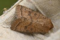 Hoplodrina octogenaria/alsinides