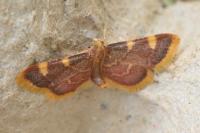 Hypsopygia costalis
