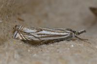 Crambus lathoniellus