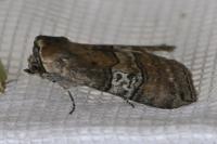 Tethea ocularis