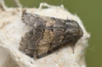 Gluphisia crenata