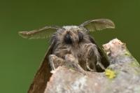 Gluphisia crenata