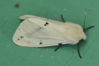 Spilarctia lutea