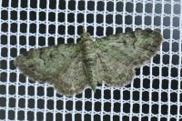 Pasiphila rectangulata