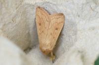 Mythimna vitellina