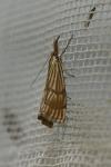 Chrysocrambus linetella