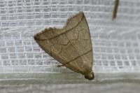 Herminia grisealis