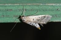 Parapoynx stratiotata