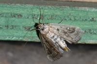 Parapoynx stratiotata