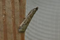 Euzophera cinerosella