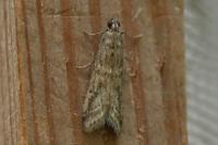 Euzophera cinerosella