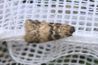 Euzophera pinguis