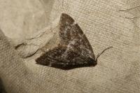 Evergestis sophialis