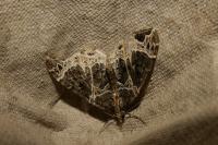Ecliptopera silaceata
