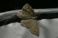 Scopula immorata