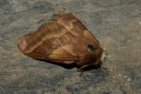 Malacosoma castrense