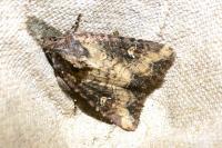 Mesapamea secalella/secalis