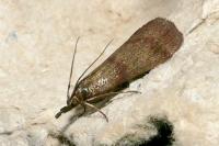 Hypochalcia ahenella