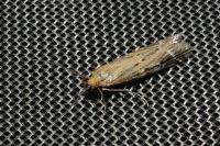 Pempeliella ornatella