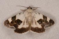 Acontia lucida