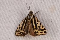 Emmelia trabealis