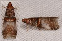 Acrobasis advenella