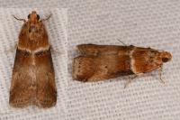 Acrobasis tumidana