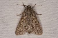 Acronicta aceris