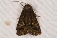 Aedia leucomelas