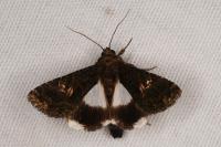 Aedia leucomelas