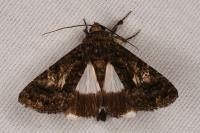 Aedia leucomelas