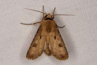 Agrotis exclamationis exclamationis