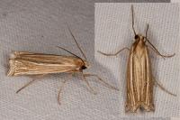 Ancylolomia tentaculella