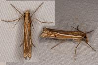 Ancylolomia tentaculella
